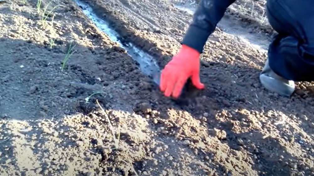 Посадка моркови весной: сроки и правила