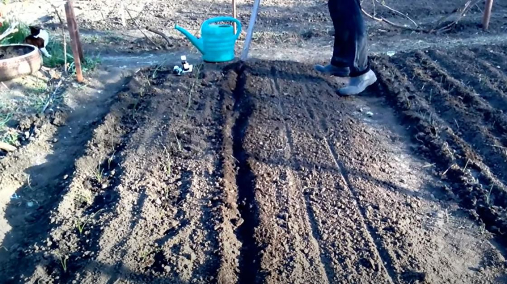 Посадка моркови весной: сроки и правила