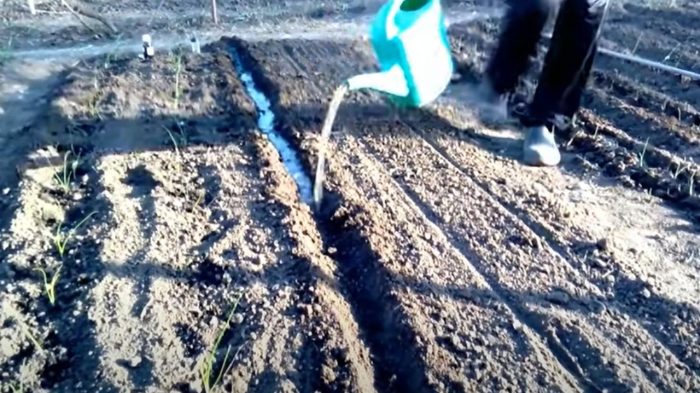 Посадка моркови весной: сроки и правила